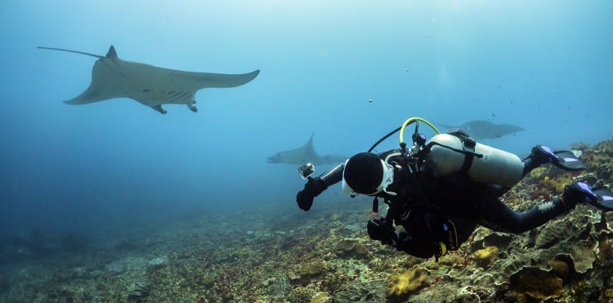 潜水员在努沙蓝梦岛（Nusa Lembongan）海域用相机近距离拍摄多只曼塔魟在珊瑚礁上方游动。