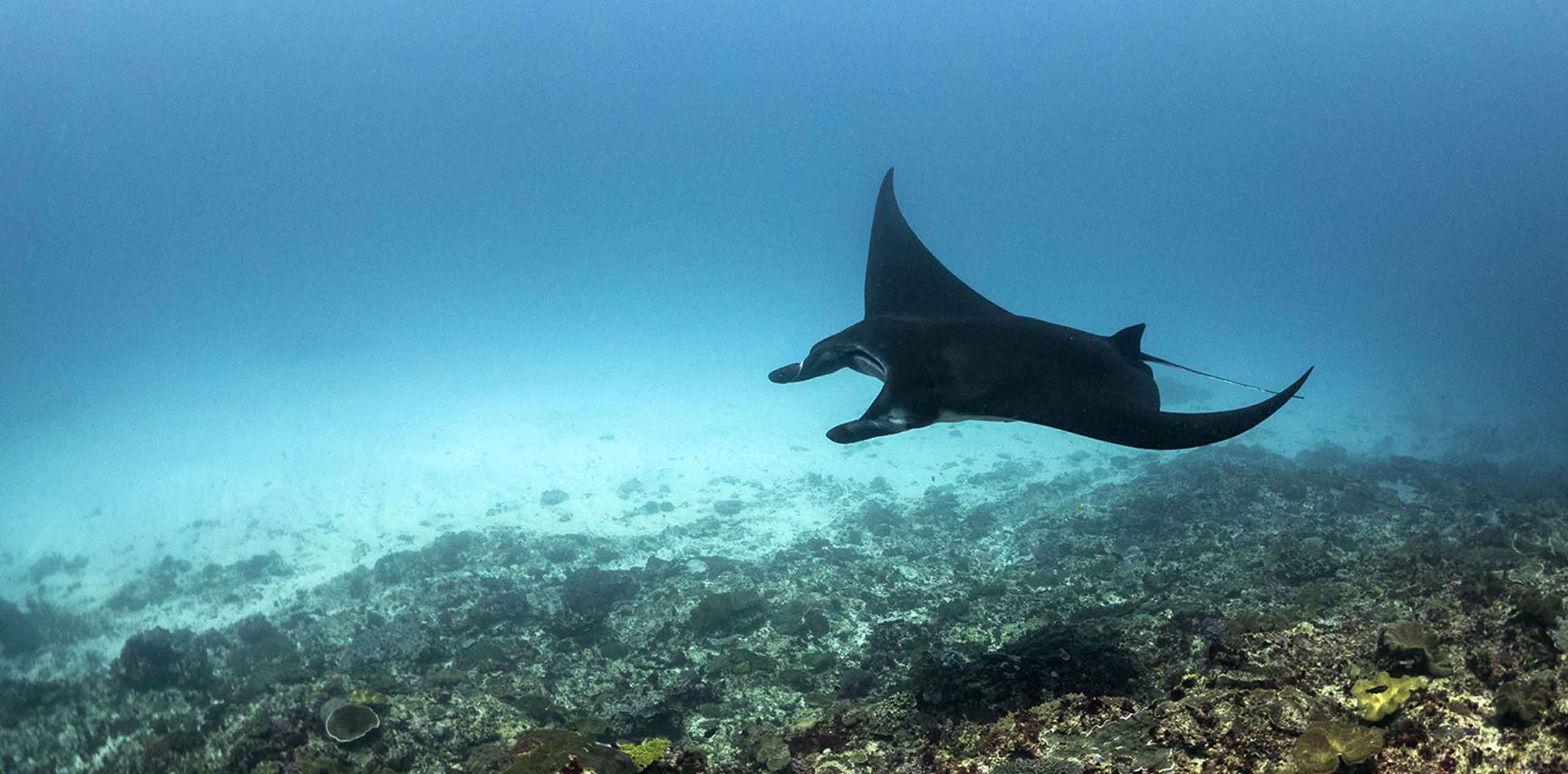 黑色魔鬼鱼在努沙伦邦岸（Nusa Lembongan）近海游动，张开胸鳍在珊瑚礁上空滑行的侧面景象