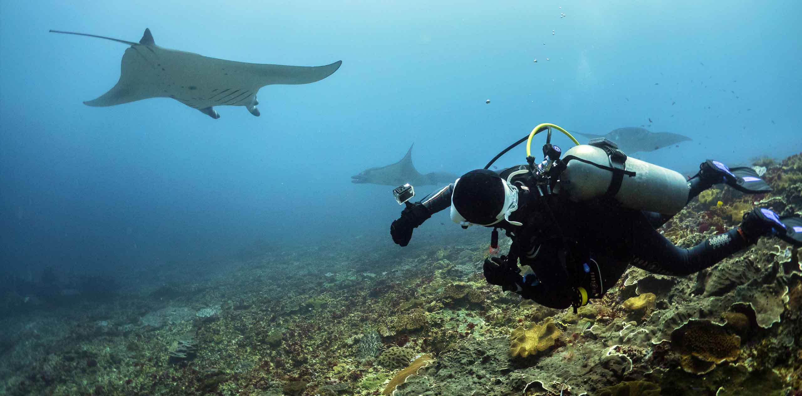 潜水员在努沙伦邦岸（Nusa Lembongan）海域拍摄巨型蝠鲼群，近距记录海底珊瑚礁和游动的蝠鲼。