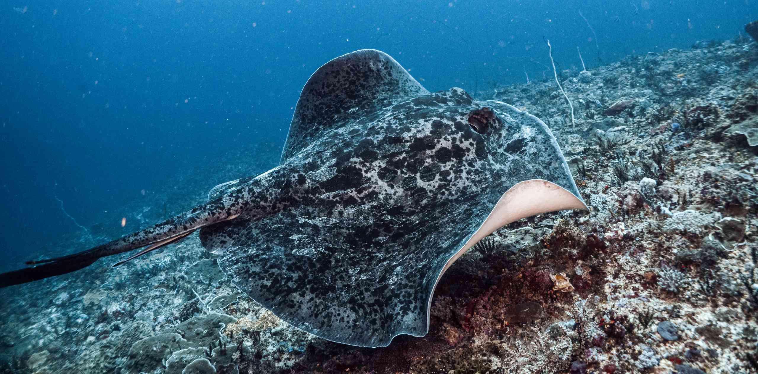 一只花斑魔鬼鱼在努沙伦邦岸（Nusa Lembongan）近海海底贴着珊瑚底面滑行的特写。